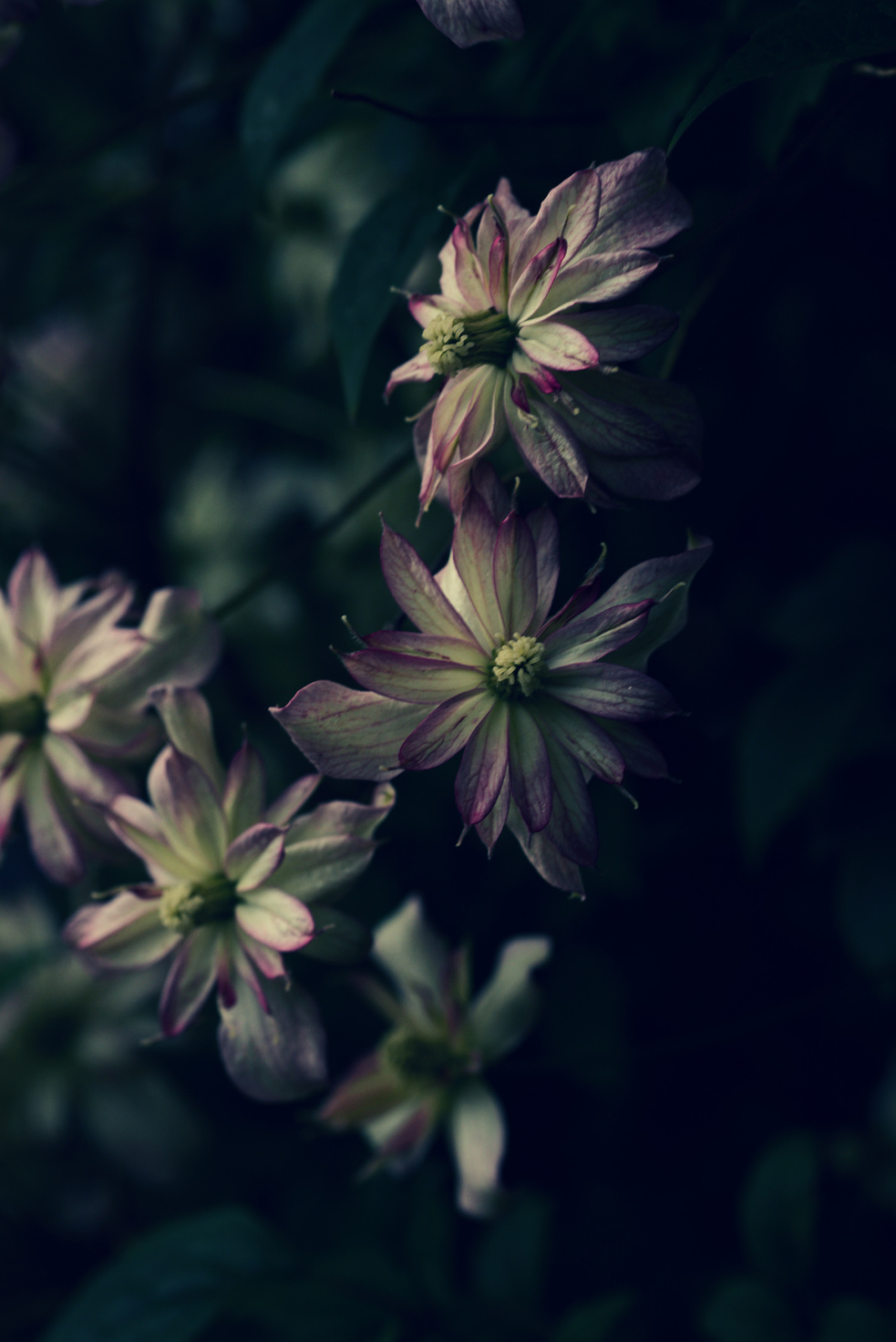 a close up of some clematis flowers in the dark