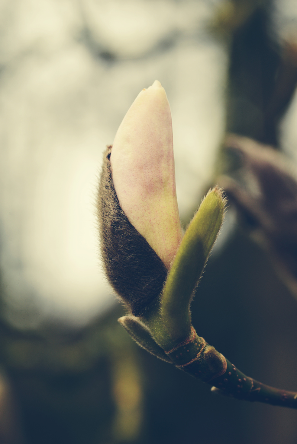 a close up of a magnolia flower bud on a tree branch