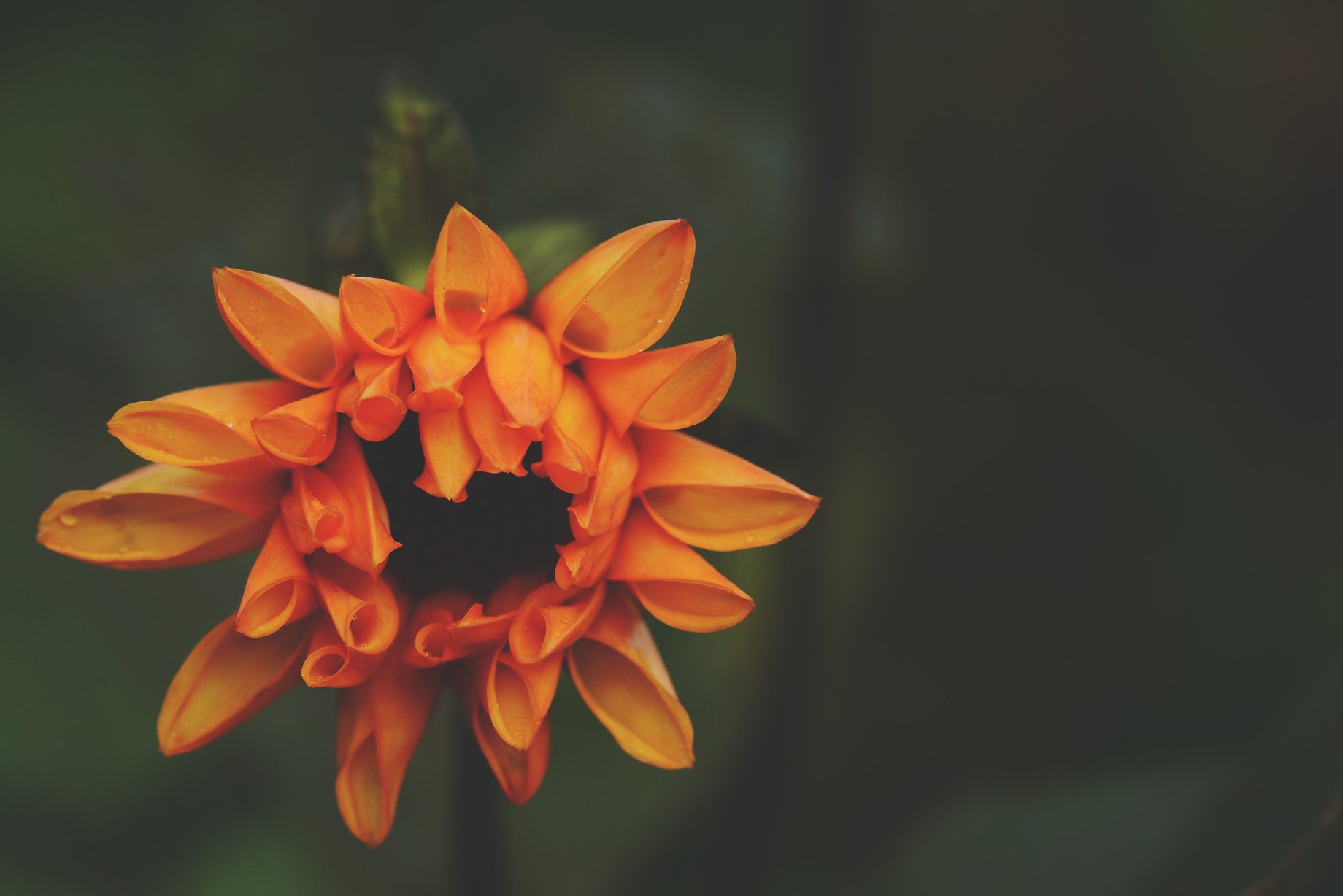 an orange flower is shown in front of a green background